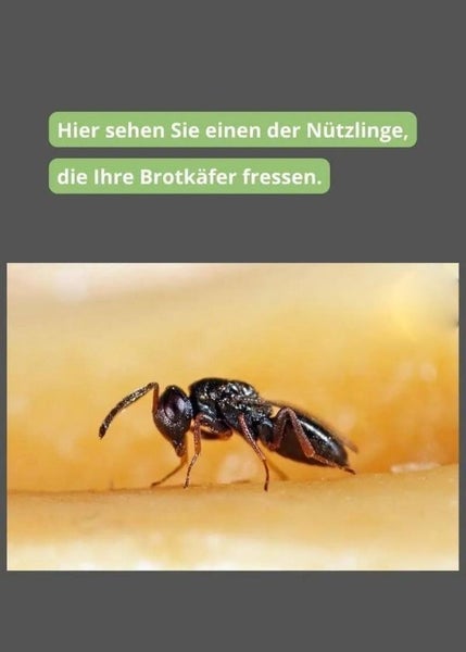 Nützling Lagerpiraten gegen Speckkäfer, Khaprakäfer und Reismehlkäfer | biologisch bekämpfen