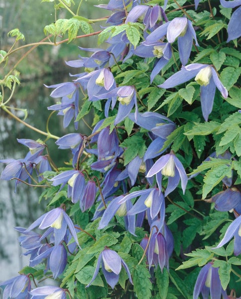 Clematis alpina, Alpen-Waldrebe, blau, 40–60 cm