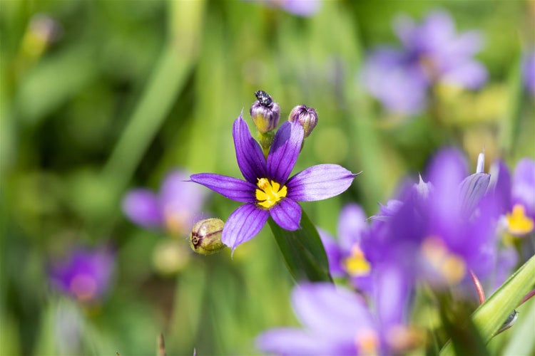 Sisyrinchium angustifolium, Blauäugiges Gras, ca. 9x9 cm Topf