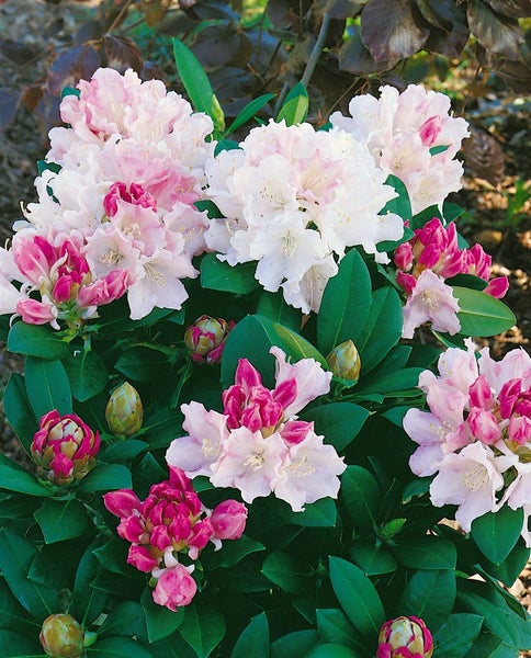 Rhododendron yakushimanum 'Dreamland', rosa Blüten, 40–50 cm