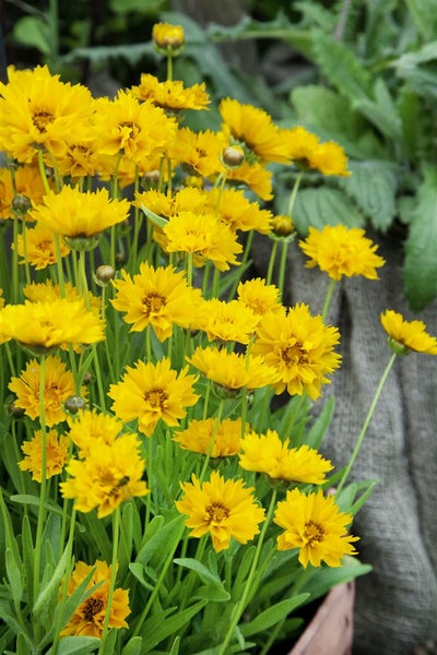 Gelbe Coreopsis-Blumen im Gartenbeet.