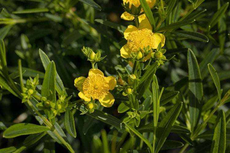 Hypericum kalmianum 'Gemo', Johanniskraut, gelb, 30–40 cm