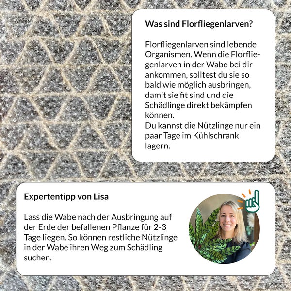 Informationen und Anwendungshinweise zu Florfliegenlarven zur Schädlingsbekämpfung