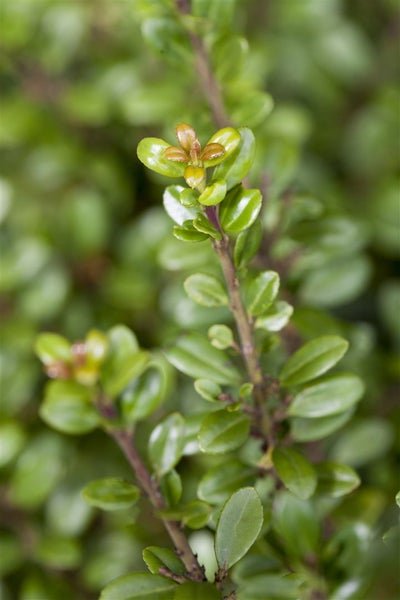 Ilex crenata 'Glorie Gem', Japanische Stechpalme, ca. 9x9 cm Topf