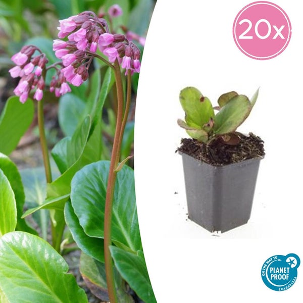 Bodendecker - Staude - Bergenie - Bergenia cordifolia 'Herbstblüte' - 9cm Topf - Set mit 20 Pflanzen