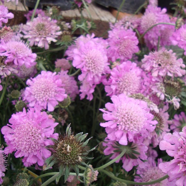 Nahaufnahme von Scabiosa-Blüten