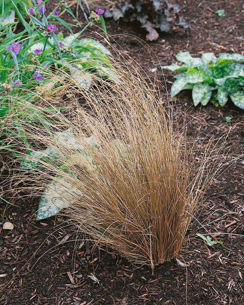 Carex buchananii, Fuchsrote Segge, ca. 9x9 cm Topf