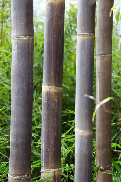 Bambusrohre im Garten zur Dekoration oder als Sichtschutz