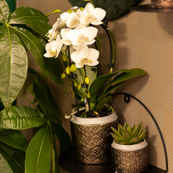 Kolibri Orchids weiße Phalaenopsis-Orchidee Niagara Fall Topfgröße 9cm blühende Zimmerpflanze frisch vom Züchter