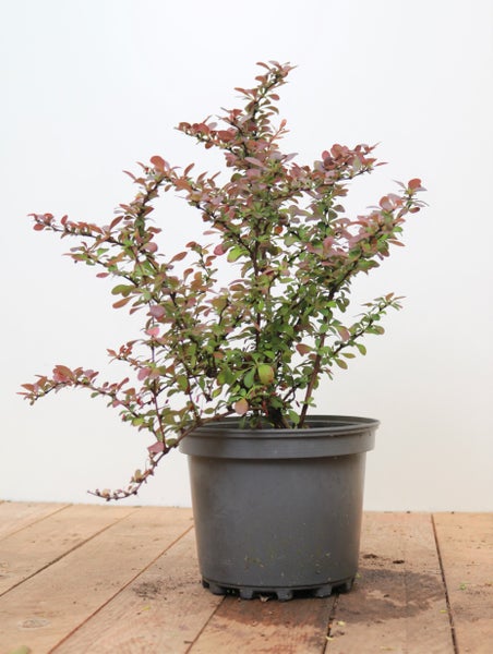 Berberis thunbergii 'Atropurpurea Nana', Blutberberitze, purpurrot, 25–30 cm