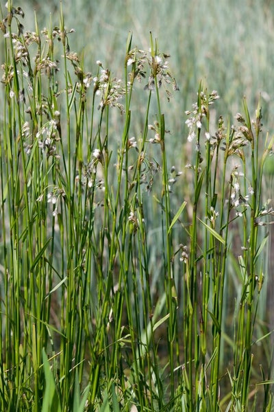 Eriophorum vaginatum, Wollgras, ca. 9x9 cm Topf