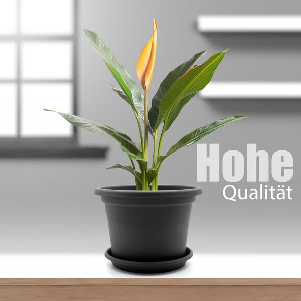 Zimmerpflanze mit langen gruenen Blaettern und gelber Bluete in einem schwarzen Blumentopf auf einem Holztisch.