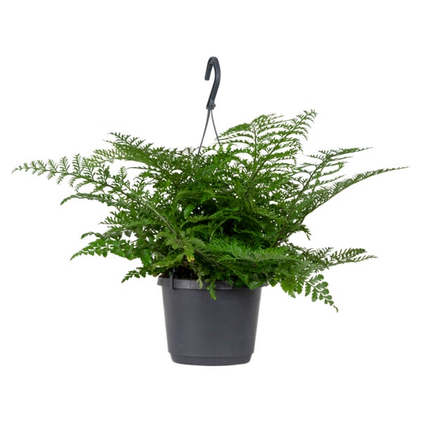 Asplenium Parvati – Curly Farn – Hängepflanze – Desodorierend – ⌀17 cm - ↕30-40 cm