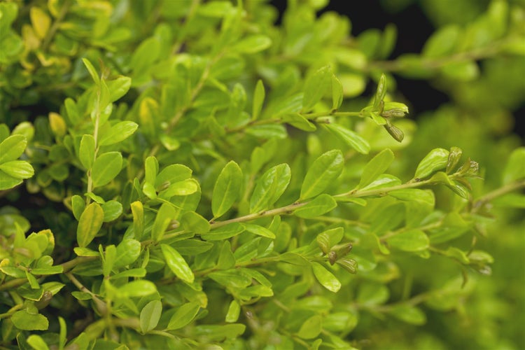 Ilex crenata 'Golden Gem', Japanische Stechpalme, goldgelb, 20–25 cm