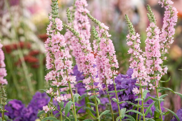 Lythrum salicaria 'Blush', Blutweiderich, rosa, ca. 11x11 cm Topf