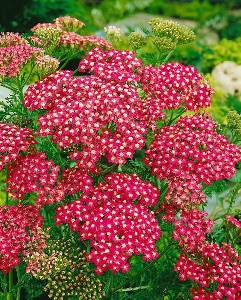 Achillea millefolium 'Cerise Queen', Schafgarbe, rosa, ca. 9x9 cm Topf
