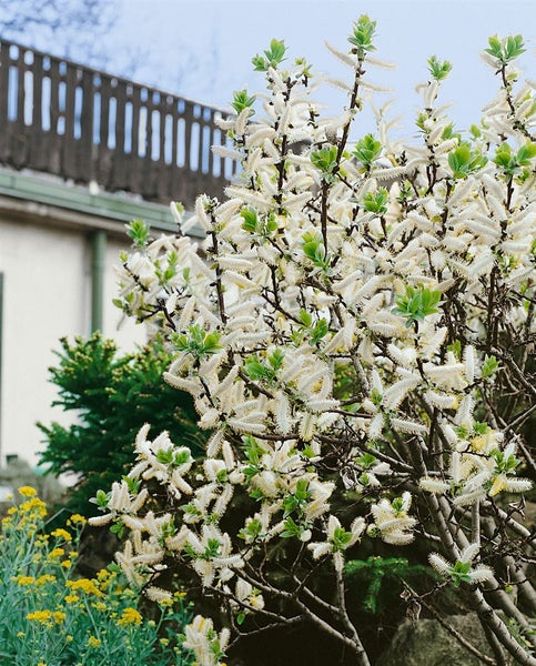 Blühende Salweide im Garten