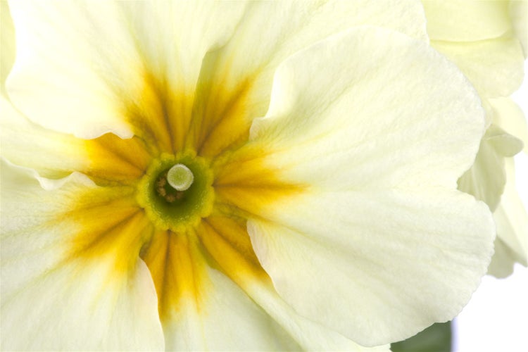 Primula elatior, Schlüsselblume, gelb, ca. 9x9 cm Topf