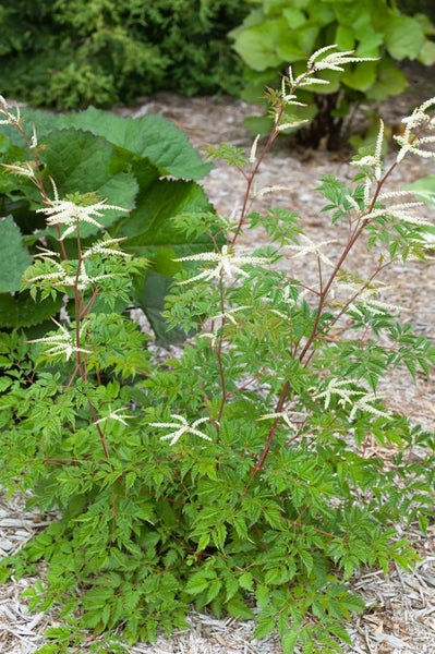 Aruncus aethusifolius 'Horatio', Zwerg-Geißbart, ca. 11x11 cm Topf