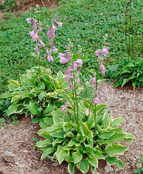 Funkien mit Blüten im Gartenbeet.