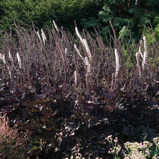 Silberkerze Actaea simplex Brunette mit dunklem Laub und weißen Blütenständen im Garten.