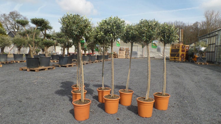 Olivenbaum Olive 160 - 180 cm Hochstamm, beste Qualität, winterhart