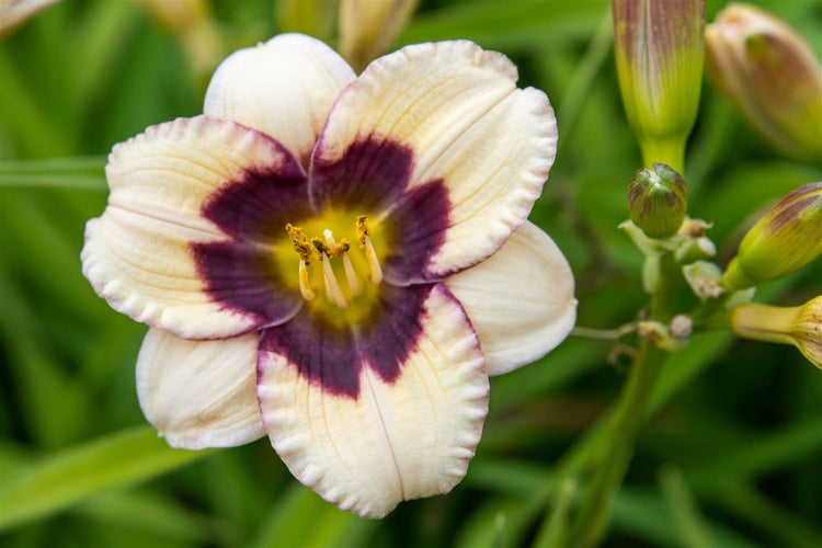 Hemerocallis x cult. 'El Desperado', Taglilie, gelb-rot, ca. 11x11 cm Topf