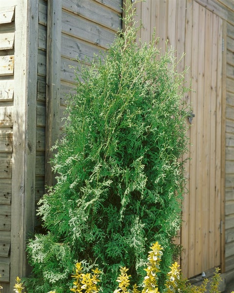 Thuja occidentalis 'Brabant', Lebensbaum, grün, 80–100 cm
