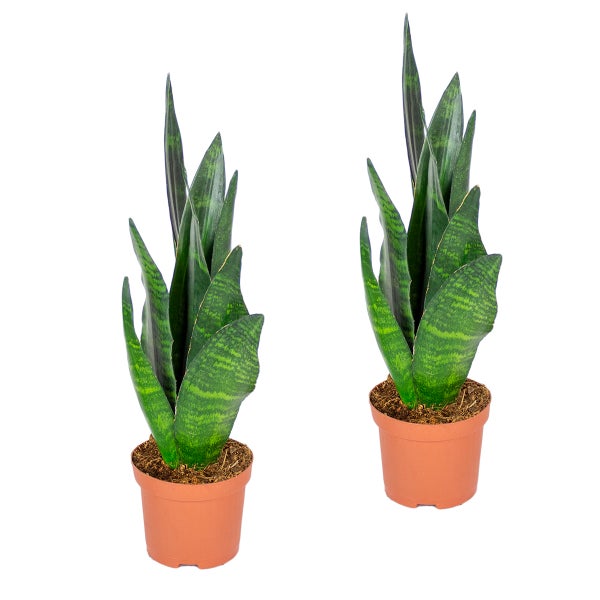 Sansevieria 'Black Coral' pro 2 Stäbchen | Zimmerpflanze im Anzuchttopf cm9 cm - -3020-30 cm