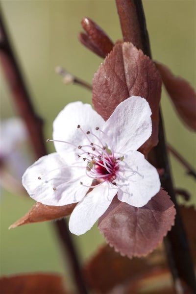 Prunus cerasifera 'Nigra', Blutpflaume, dunkelrot, 60–100 cm