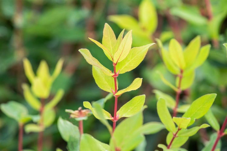 Lonicera kamtschatica, Honigbeere, 40–60 cm, winterhart