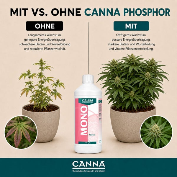Vergleichsgrafik von CANNA Phosphor Dünger mit einer Flasche in der Mitte und Cannabis Pflanzen im Wachstum mit und ohne Anwendung.