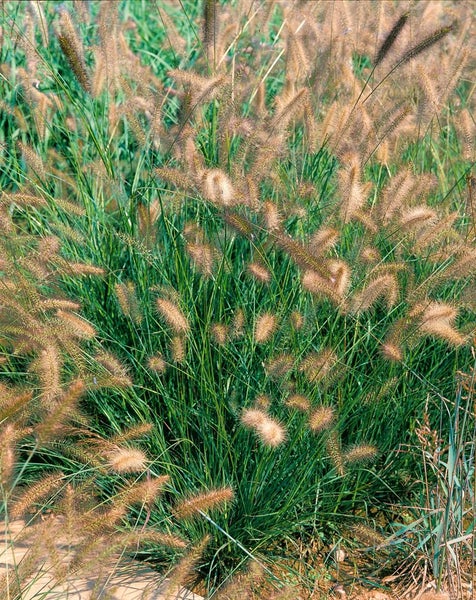 Pennisetum alopecuroides 'Herbstzauber', Lampenputzergras, ca. 9x9 cm Topf