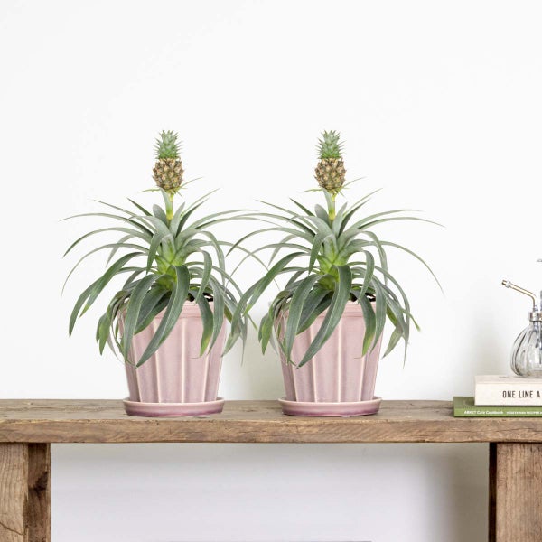 Bloomique - 2er Set - Ananas Comosus - Ananas Pflanze - Bromelien - Zimmerpflanzen - Luftreinigend - Höhe 30-40 cm - Topf 12 cm