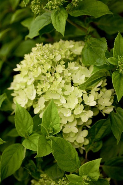 Hydrangea paniculata 'Little Lime', Rispenhortensie, grünlich-weiß, 40–60 cm