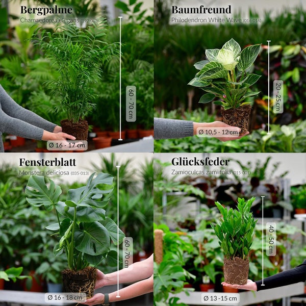 4er Zimmerpflanzen Set mit Bergpalme, Monstera, Philodendron Birkin und Glücksfeder – pflegeleicht, luftreinigend – Höhe 20–70 cm, Töpfe 10,5–17 cm
