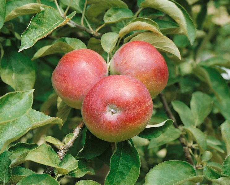 Malus domestica 'McIntosh', Apfelbaum, 125–150 cm