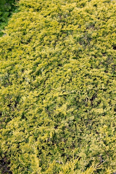 Teppichmispel als Bodendecker im Garten