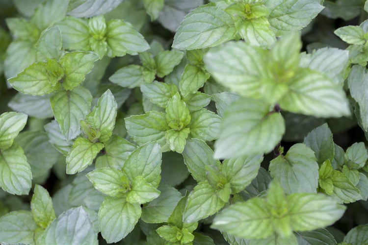 Mentha x piperita 'Chocolate', Schokoladenminze, ca. 9x9 cm Topf