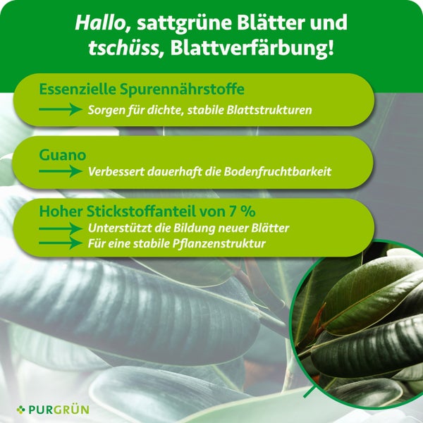 Infografik für Purgrün Dünger mit Vorteilen wie Spurennährstoffen, Guano und 7 Prozent Stickstoff für gesunde Blätter und Bodenfruchtbarkeit.