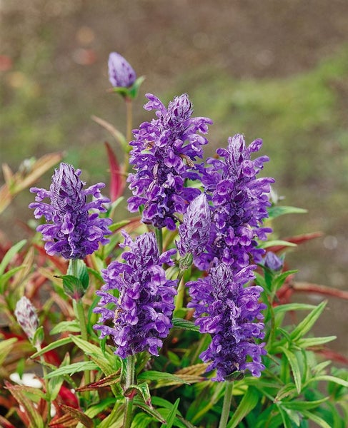 Blühende Prachtspiere im Garten