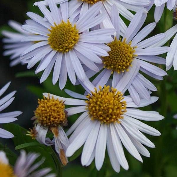 Nahaufnahme von Herbstasternblüten mit gelber Mitte