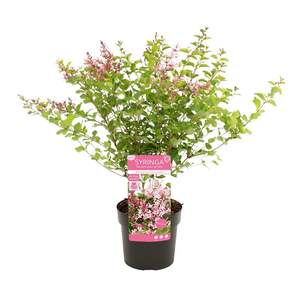 Syringa Bloomerang Pink Perfume Flieder im schwarzen Kunststofftopf mit grünem Laub und rosa Blüten.
