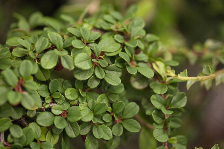 Cotoneaster radicans 'Eichholz', Kriechmispel, immergrün, ca. 9x9 cm Topf