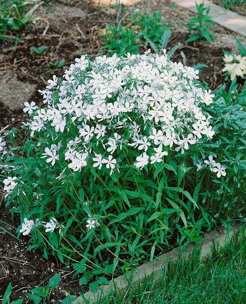 Phlox divaricata 'White Perfume', Duft-Phlox, weiß, ca. 9x9 cm Topf