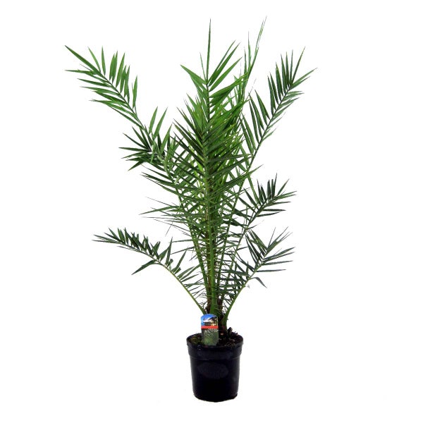 Phoenix Canariensis – Dattelpalme – Palme – Immergrün – ⌀21 cm – ↕100-110 cm