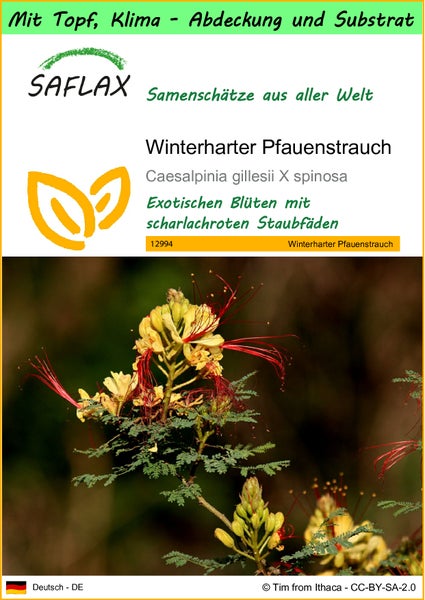 SAFLAX Garden to go - Winterharter Pfauenstrauch - Caesalpinia gillesii X spinosa - 10 Samen - Mit Topf, Klima - Deckel und Anzuchtsubstrat