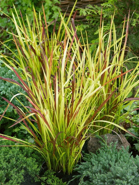 Imperata cylindrica 'Red Baron', Japanisches Blutgras, rot, 3-5 Liter Topf
