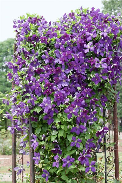 Kletterpflanze mit violetten Blüten und grünen Blättern an einem Spalier.