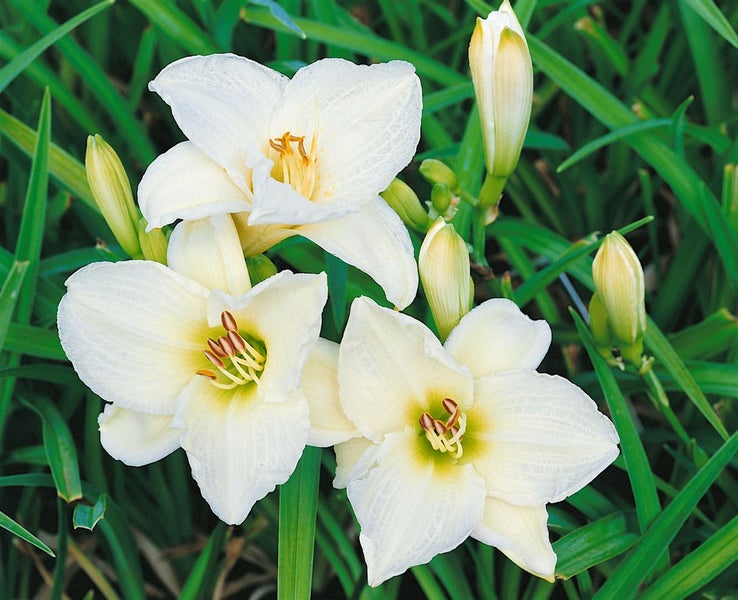 Hemerocallis x cult. 'Gentle Shepherd', Taglilie, weiß, ca. 11x11 cm Topf